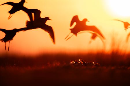 A male ruff crouches as a flock of females arrive on the lek at sunrise. (National Geographic/Eleanor Paish)