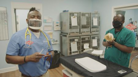 Dr. Hodges discusses the prognosis for Bendi, the guinea pig. (National Geographic for Disney)