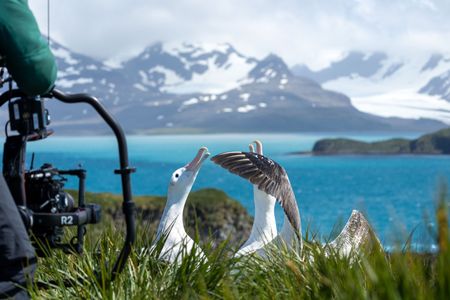 Camera operator Sam Meyrick films wandering albatross dancing as they are reunited after a year apart. (National Geographic for Disney/Imogen Prince)
