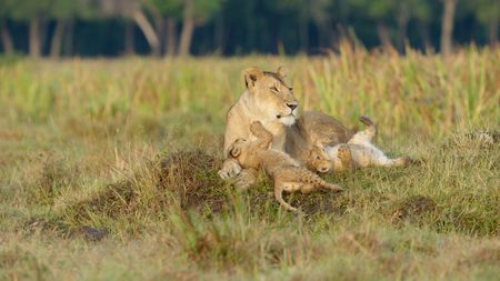 Kaleo with two of her very young cubs. (National Geographic/Sophie Darlington)