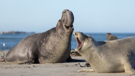 A beachmaster elephant seal calls to a loyal female of the colony. (National Geographic/George Cawdron)