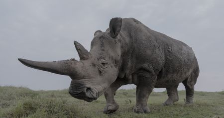 Najin, one of the last two Northern White Rhinos.  (credit: National Geographic)