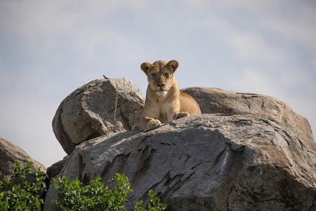 A lioness sits on top of a kopje in Tanzania's Serengeti National Park. (National Geographic/Clement Kiragu)