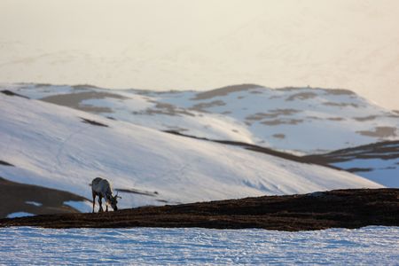 A single reindeer grazes over rolling snowy hills.   (National Geographic for Disney/Holly Harrison)
