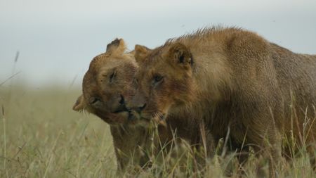 Summer, on the left, engages her son Kio in an affectionate moment of head rubbing. (National Geographic/Rolf Steinmann)