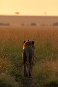 One of Kio’s brothers walks away through the grass. (National Geographic/Claire Arthur)