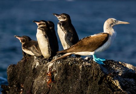 A small group of adult Galapagos penguins sharing a rock with a Blue-Footed Booby.  (credit: National Geographic/Bertie Gregory)