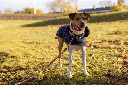 Antoni's dog, Neon, on Governor's Island. (National Geographic/Jose Alvarado Jr.)