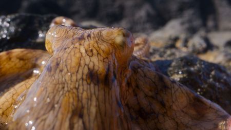 An island octopus with eyes out of the water. (credit: National Geographic/Christian Dimitrius)