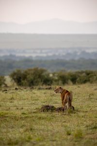 Summer remains alert, watching over her surroundings. (National Geographic/Simon Blakeney)