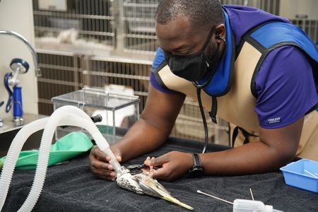 Surgery tech Paul monitors the heartbeat while Rae, the cockatiel, is under anesthesia. (National Geographic for Disney/Sean Grevencamp)