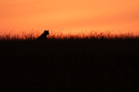 A lion is silhouetted in the tall grass against a pink-hued sky. (National Geographic/Simon Blakeney)