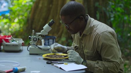 National Geographic Explorer Gimo Daniel examines material at a field table using a microscope and gloves. (National Geographic)