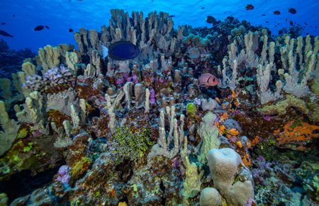 An ocean metropolis at Beveridge reef is observed during the National Geographic Pristine Seas expedition.  National Geographic Pristine Seas, in collaboration with the Governments of Niue (GON) and Tofia Niue, embarked on a scientific survey to document marine biodiversity in the small island nation known for its crystal-clear waters teeming with sea life—from humpback whales, gray reef sharks, 80-pound groupers, and other marine life. Located in the South Pacific, 1,300 miles northeast of New Zealand between Fiji, Samoa and Tonga, Niue is one of the largest elevated coral atolls in the world. The Pristine Seas Niue expedition is the third stop on The Global Expedition, an ambitious five-year collaboration with central and western Pacific Island nations. (National Geographic/Manu San Félix)