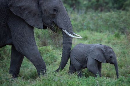 A family of elephants roams through Kimana Sanctuary, a crucial corridor that links Amboseli National Park with the Chyulu Hills and Tsavo protected areas in Kenya, on May 23, 2022. As well as being the largest land mammal on earth, elephants are a keystone species and play an important role in the environment where they live. However, having roamed the wild for 15 million years, today, this iconic species faces the biggest threats to its survival due to ivory poaching, human-wildlife conflict and habitat destruction. (National Geographic for Disney/Nichole Sobecki)