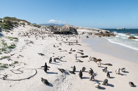 A colony of African penguins at Boulders Beach as tourists watch from a bridge. (National Geographic/Virginia Quinn)