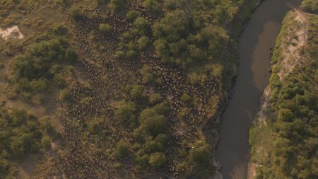 Wildebeest gather at the riverbank during the annual migration, hesitating before attempting the dangerous crossing. (National Geographic)