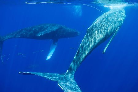 An entangled humpback whale is comforted by another humpback whale. (National Geographic for Disney/Kim Jeffries)