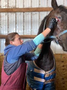 This horse had a close encounter with a fence post that luckily missed her eye. (National Geographic/Bobby Falcon-Hart)