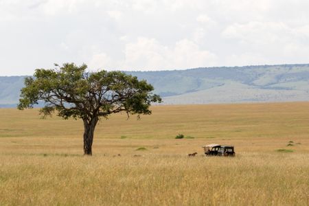 Summer's Pride rests under a solitary tree in the open grassland, while one lion stands near the film vehicle as the crew captures the moment. (National Geographic/Georgie Ward)
