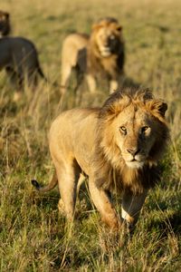 Otipo, one of Kio's brothers, moves through the grassland. (National Geographic/Simon Blakeney)