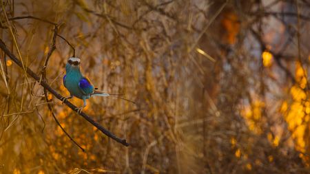 A Senegal roller perched on a branch in a burning savanna. (National Geographic)