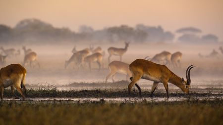 A herd of kob in the the Busanga Plains. (National Geographic)
