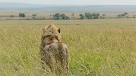 One of Kio's brothers looks out towards potential new territory. (National Geographic/John Aitchison)