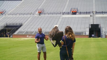 Christian Cooper admires Independence, Auburn's honorary War Eagle, during her pre-gameday flight practice with raptor trainer Amanda Sweeney. (National Geographic for Disney)