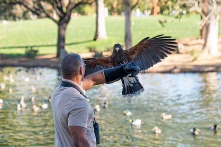 Christian Cooper holds out his arm for Bond, a trained Harris’ Hawk, to land on the gauntlet after successfully dispersing the troublesome black-crowned night heron population at a park in Palm Desert, CA. (National Geographic/Jon Kroll)