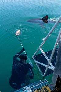 Shark Scientist Yannis Papasamatiou attempts to place a camera and data tag on the dorsal fin of a salmon shark. (National Geographic for Disney/Jimmy Cape)