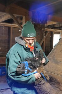 Dr. Erin Schroeder cuddles with Cocoa, the llama with a swollen toe. (National Geographic)