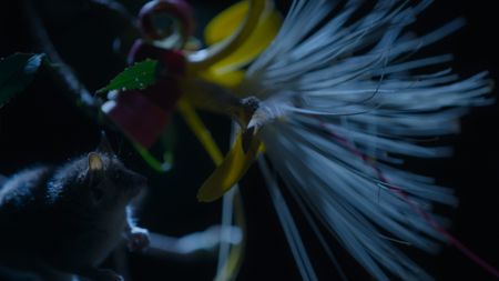 A gray mouse lemur stalks a hawkmoth as it feeds on the nectar of a baobab flower. (National Geographic)