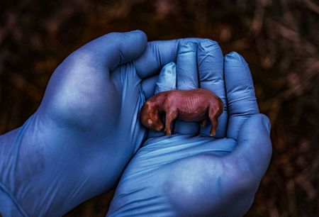 Thomas Hildebrandt, BioRescue project head, holds the fetus of a 66 day old male embryo, following the sudden death of his surrogate mother at Ol Pejeta Conservancy in Kenya. Curra, the southern white rhino mother died because of a sudden infection from Clostridia bacteria. This bacteria was released into the air from the soil after heavy rains caused by climate change.  (Photo by Ami Vitale)