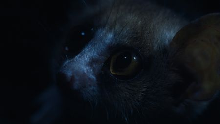 A portrait of a gray mouse lemur. (National Geographic)
