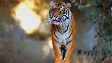 A tiger looks off into the distance in the USA. (Getty Images)