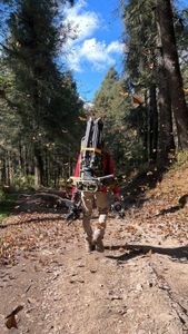 Director of Photography Simon Niblett walks down a trail at El Rosario Sanctuary, carrying camera equipment and surrounded by monarch butterflies. (National Geographic for Disney/Imogen Prince)