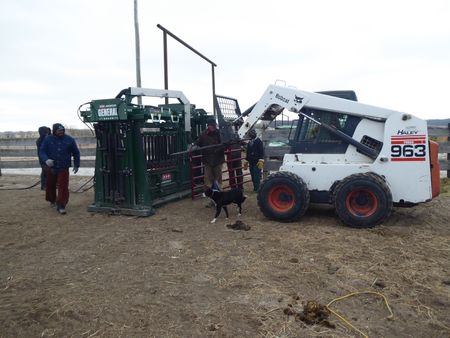 Drs. Ben and Erin Schroeder work with owner Jerry Stewart to set up "cow camp," at his ranch in western Nebraska. (National Geographic)