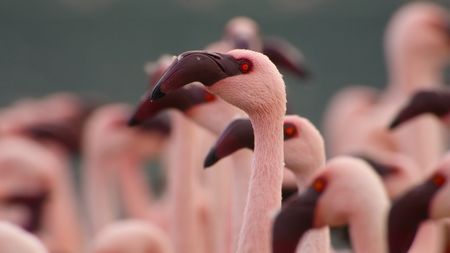 A flock of lesser flamingos at Lake Elementaita in Kenya. (National Geographic)