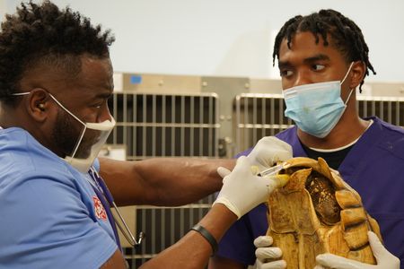 Dr. Hodges needs Taft, the tortoise, to relax for him to do a proper exam. (National Geographic for Disney/Felix Rojas)