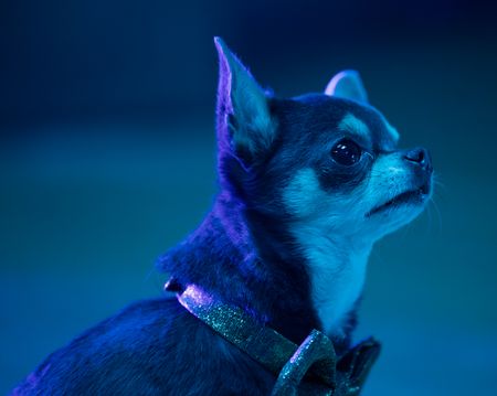 BLUEBELL