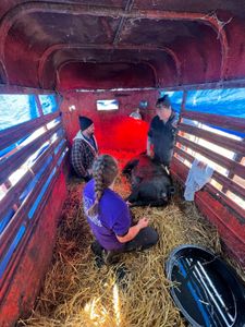 Dr. Brenda and Hillary give mom a break during a difficult farrowing. (National Geographic/Grace Sabwira)