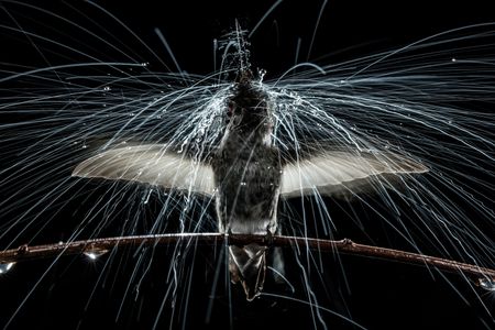 This Anna’s hummingbird shakes off rain as a wet dog does, with an oscillation of its head and body. According to researchers at UC Berkeley, each twist lasts four-hundredths of a second and subjects the bird’s head to 34 times the force of gravity. (credit: Anand Varma)