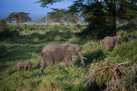 A family of elephants roam through Kimana Sanctuary, a crucial corridor that links Amboseli National Park with the Chyulu Hills and Tsavo protected areas in Kenya, on May 23, 2022. As well as being the largest land mammal on earth, elephants are a keystone species and play an important role in the environment where they live. However, having roamed the wild for 15 million years, today, this iconic species faces the biggest threats to its survival due to ivory poaching, human-wildlife conflict and habitat destruction.(National Geographic for Disney/Nichole Sobecki)