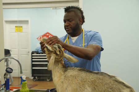 Dr. Hodges examines Goat Girl, better known as "GG, the Goat," who hasn't been feeling well. (National Geographic for Disney/Sean Grevencamp)