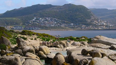 A colony of African penguins nests in the suburbs of Cape Town. (National Geographic)