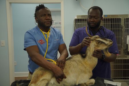 Dr. Hodges gives a good listen to GG, the goat, while surgery tech Paul looks on. (National Geographic for Disney/Sean Grevencamp)