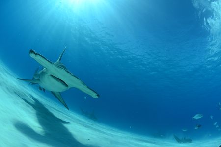 A great hammerhead cephalofoil. (National Geographic/James Loudon)