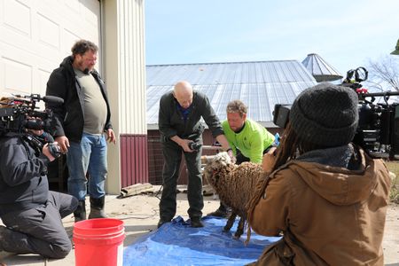 Crew members film Charles Pol as he watches Dr. Pol and Ben Reinhold shear the pregnant Merino sheep at the Pol family's farm. (National Geographic)