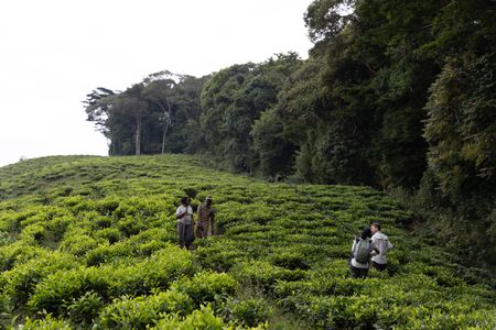 Cameraman Stuart Dunn and sound recordist Edna Bonereri film National Geographic Explorer Dr. Gladys Kalema-Zikusoka in Bwindi Impenetrable National Park. (National Geographic/Martha Mutiso)
